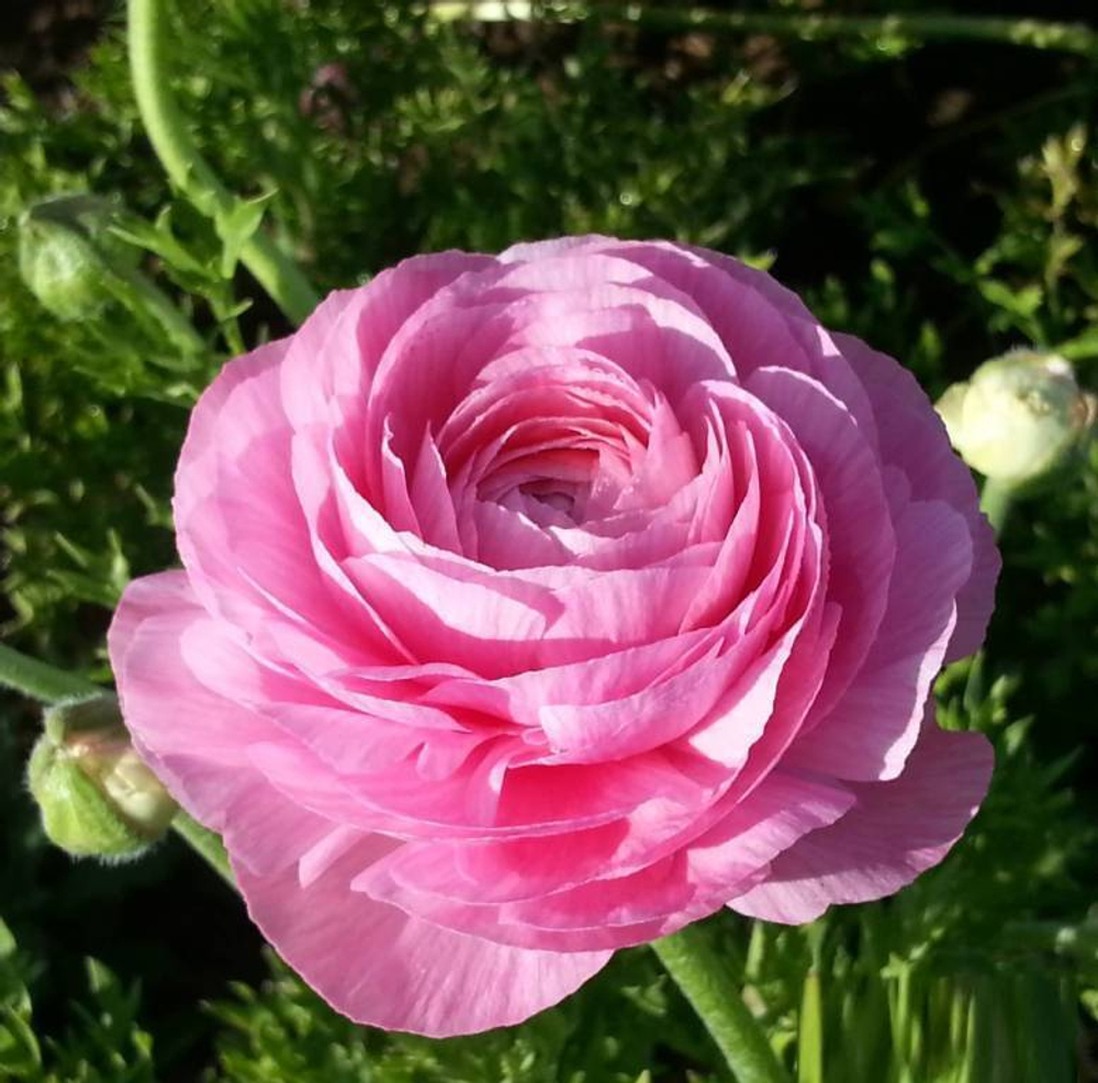Ранункулюс розовый / Pink (3шт)