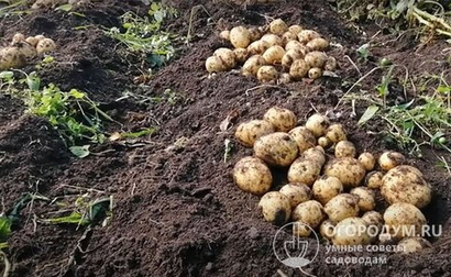 Картофель Гала 2 кг