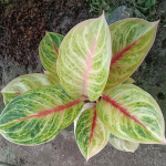 Аглаонема MEKASARI