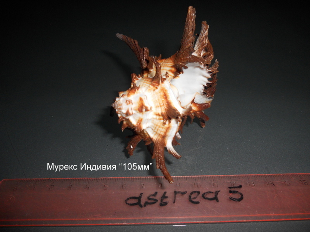 Мурексы (110-120 мм)