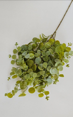 Эвкалипт / Арт 5135