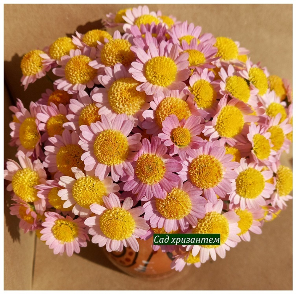 мелкоцветная шаровидная хризантема мультифлора купить