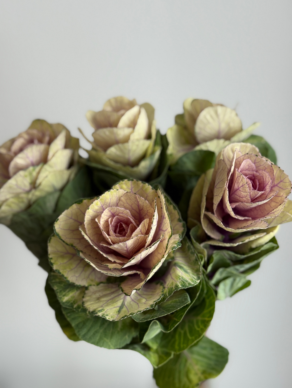 Брассика зелёно-белая