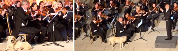 Вместе с Венским оркестром на сцену вышла собака