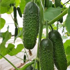 МИАМАРА F1 семена огурца (Rijk Zwaan | Alexagro)