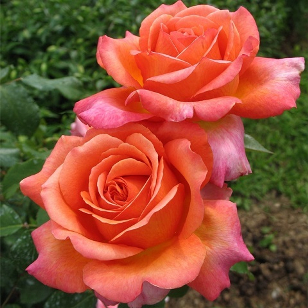Роза чайно-гибридная Rene Goscinny