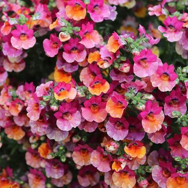 2657 Немезия LYRIC LIGHT PINK EYE