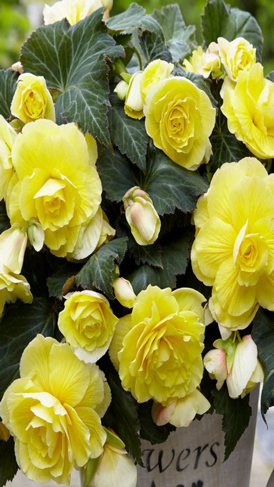 Бeгoния клубневая "ЖМ. Дaбл Елoy" 1шт, Нидерланды.