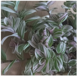 Традесканция Tradescantia albiflora Bubble Gum