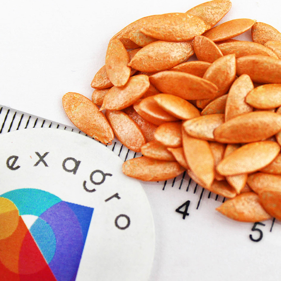 Директор F1 семена огурца партенокарпического (Nunhems / ALEXAGRO) семена – фото 7