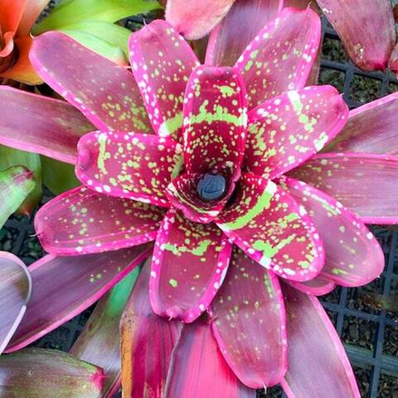 Неорегелия CUMBIA