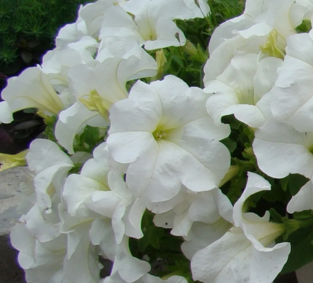 ЕВРО Петуния Fanfare White укорененный черенок ОКС февраль 26 Florensis