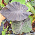 Колоказия VIOLET VESTA