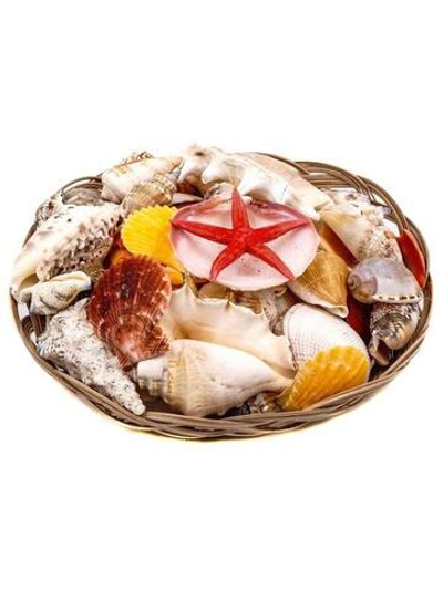 Набор раковин в корзинке (18см)