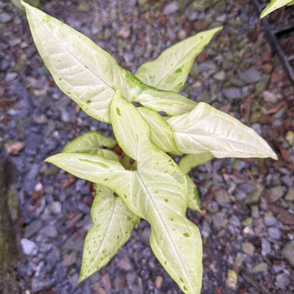 Сингониум ANGUSTATUM DAZZLING RAIN