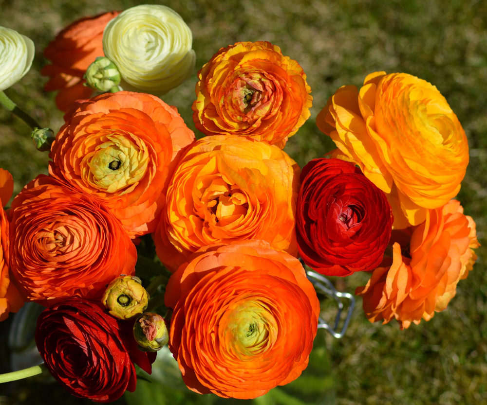 Ранункулюс Оранж / Picotee Orange (3шт)
