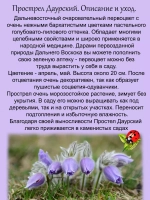 Подснежник Прострел Даурский первоцвет