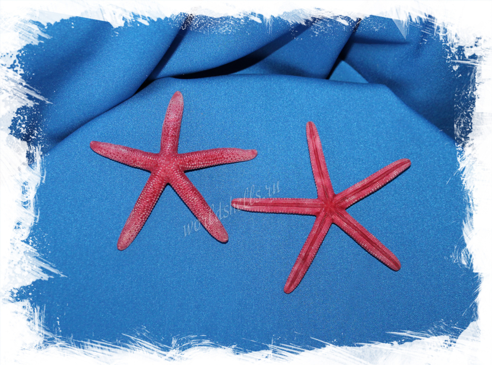 Красная морска звезда Фингер, 7-10см, 1шт