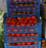 Дебют F1 семена томата детерминантного (Seminis / Семинис)