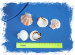 Ракушки морские гребешки для эпоксидной смолы