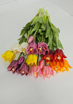 Тюльпаны лилиецветные / Арт 2526