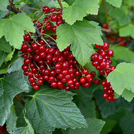 Смородина красная Ранняя сладкая