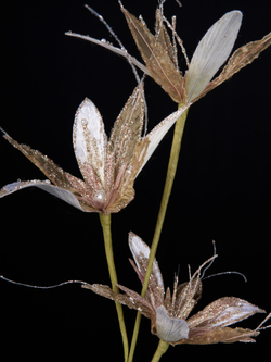 Веточка с цветами 18х53см ChristmasDeLuxe кремовая