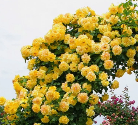 Роза плетистая Голден Шауэрс ОКС конец апреля -май 2026