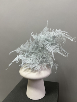 Аспарагус Veren белый 1 шт