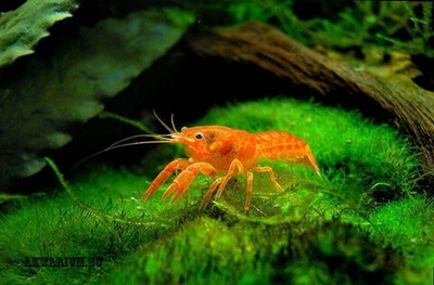Рак Мексиканский карликовый оранжевый