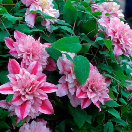 Клематис "Патрисия эн Фретвелл"