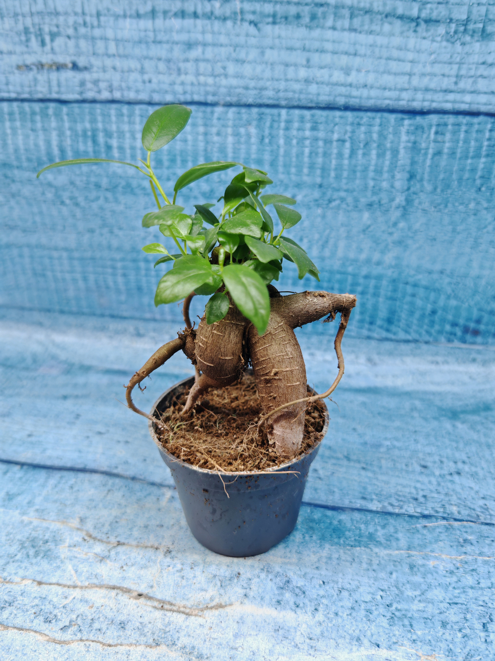 Ficus Microcarpa (Фикус Микрокарпа)