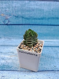 Crassula Buddha Temple (Крассула Храм Будды)