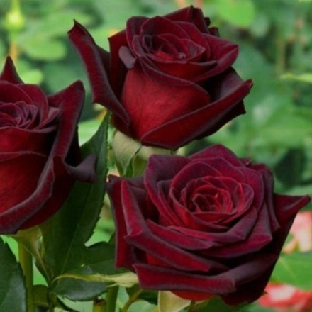 Роза Черная магия (чайно-гибридные) 3 года