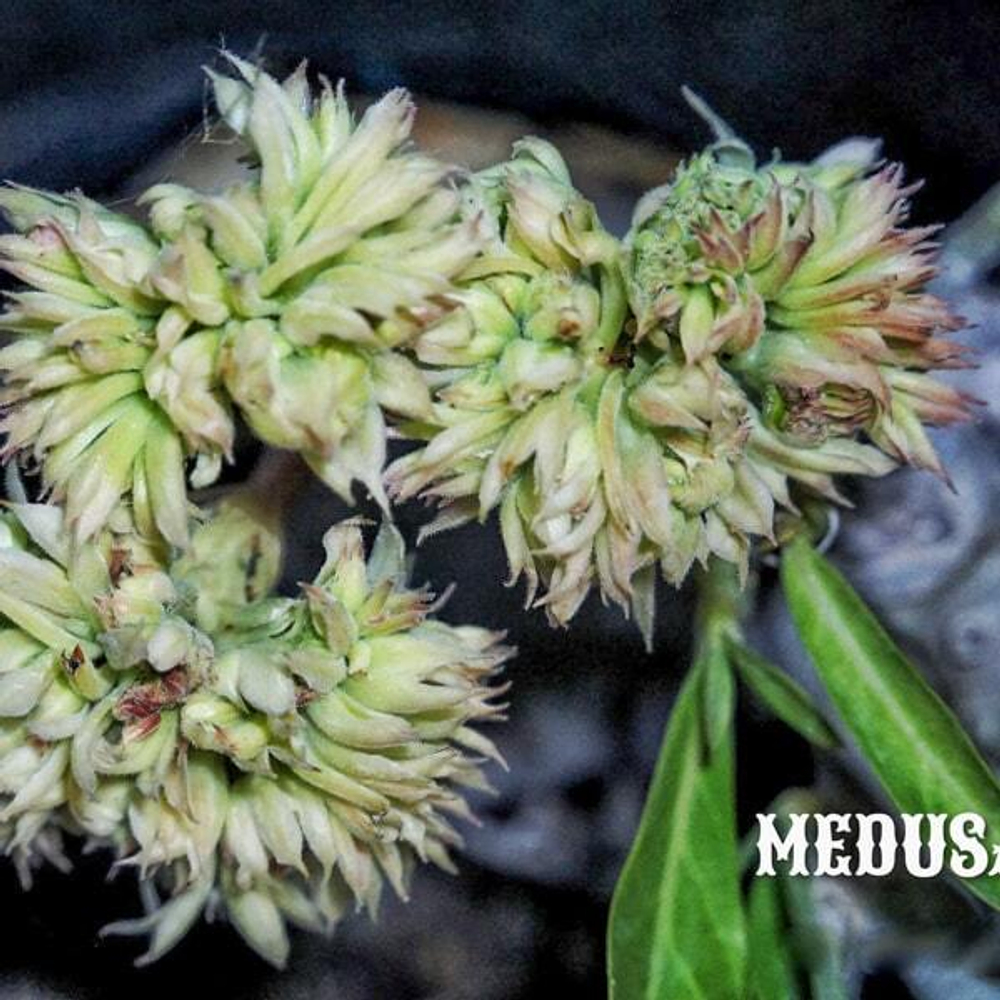 Адениум обесум MEDUSA