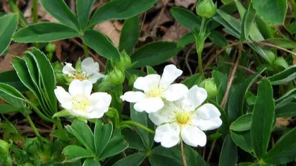 Лапчатка белая (корень)