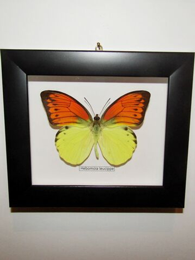 Бабочка Hebomoja leucippe в рамке