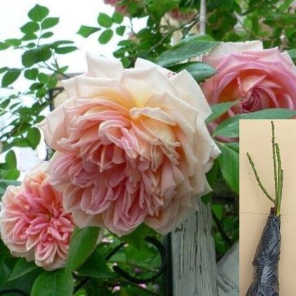 Роза Джанет плетистая шраб саженец с ОКС.