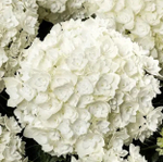 FLORENCIA/ФЛОРЕЦИЯ (Стандарт поставки Р9)2025г