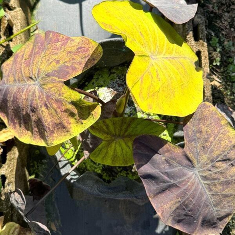 Колоказия STREAK BACK