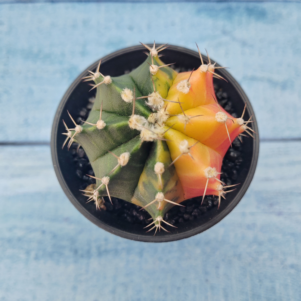 Gymnocalycium Variegata (Гимнокалициум Вариегатный)