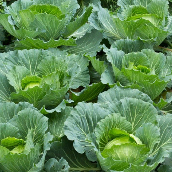 ПАРЕЛ F1 семена капусты белокочанной Bejo цена – фото 3