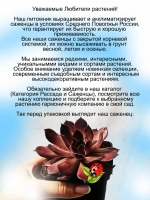 Молодило хамелеон Фиолет