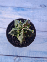 Astrophytum Myriostigma monstrosa (Астрофитум)