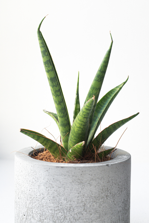 Сансевиерия Медуза