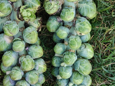 Капуста брюссельская