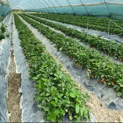 Клубника Крымская / 250гр Клубника Крымская / 250гр