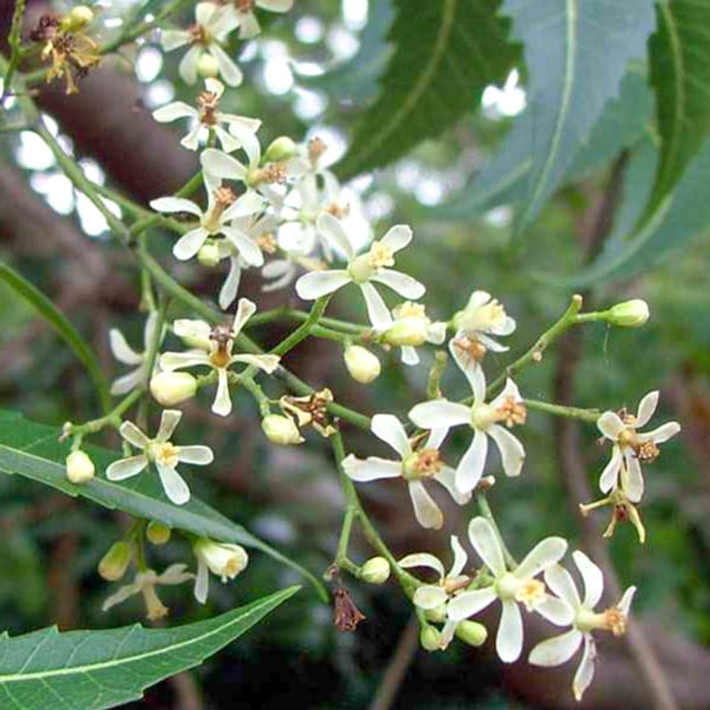 Ним – Azadirachta indica