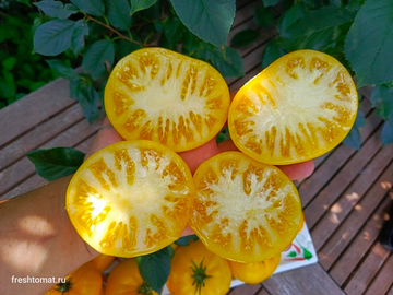 Гном Жёлтая долина Клэр (Dwarf Clare Valley yellow) сорт томата