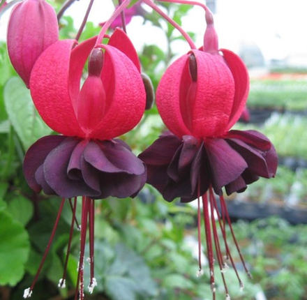 Фуксия Giant Blacky